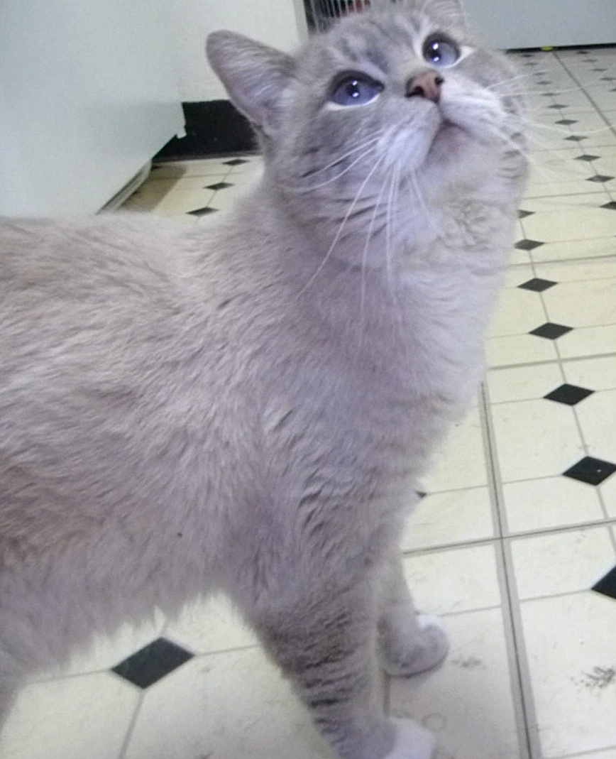 How Gibson Died.. Talking Kitty Cat